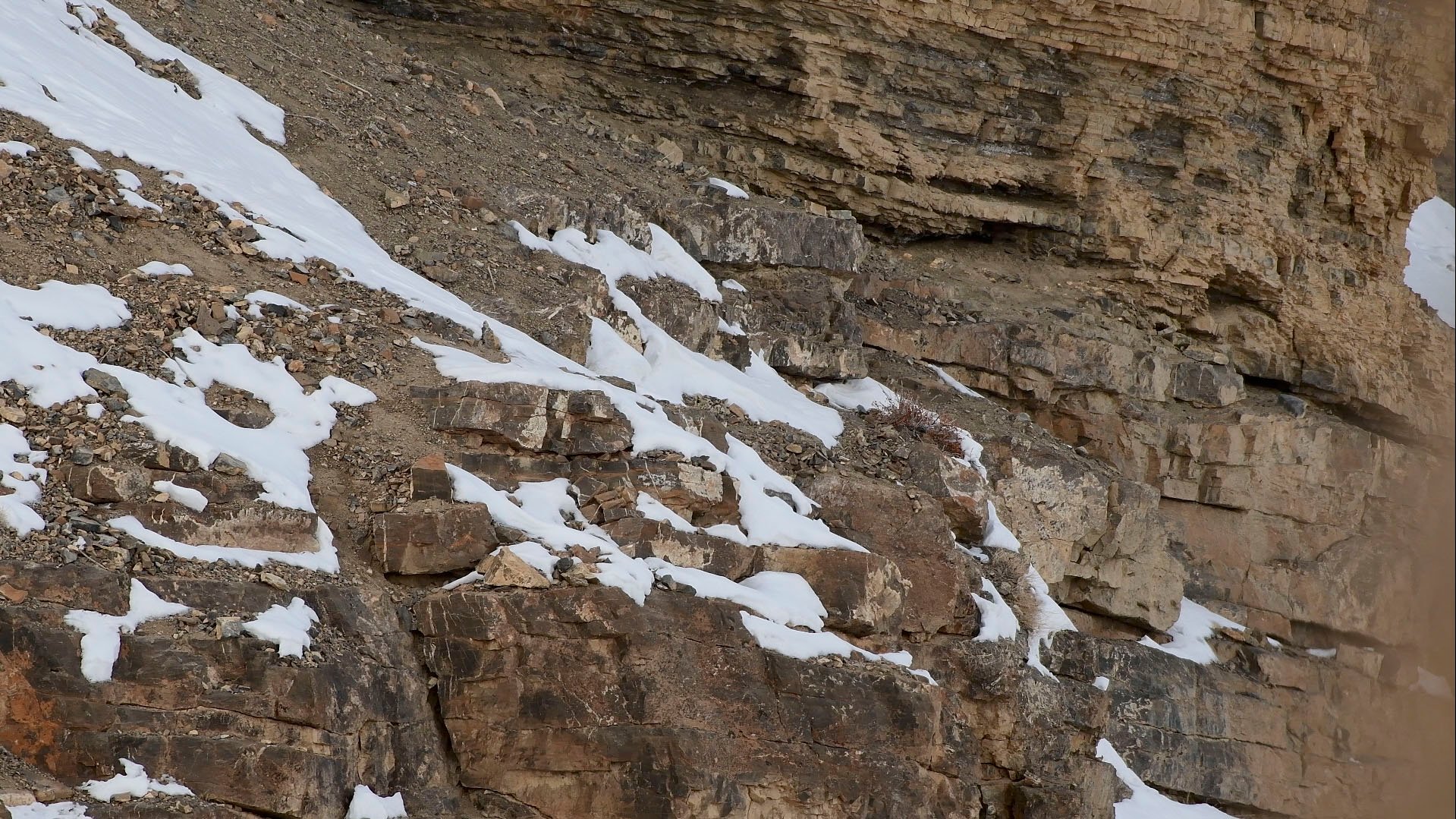 You Are A Genius If You Spot the Hidden Leopard in The Photo!