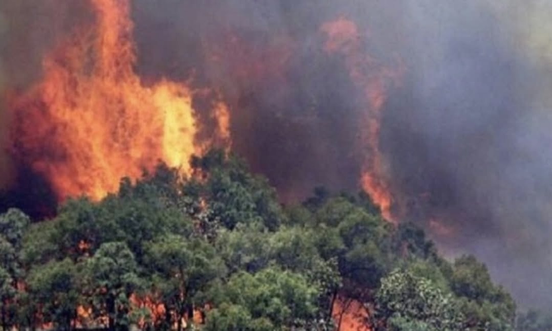 ZJARR NÈ GOSE TË KAVAJËS, RREZIKOHEN BANESAT DHE…