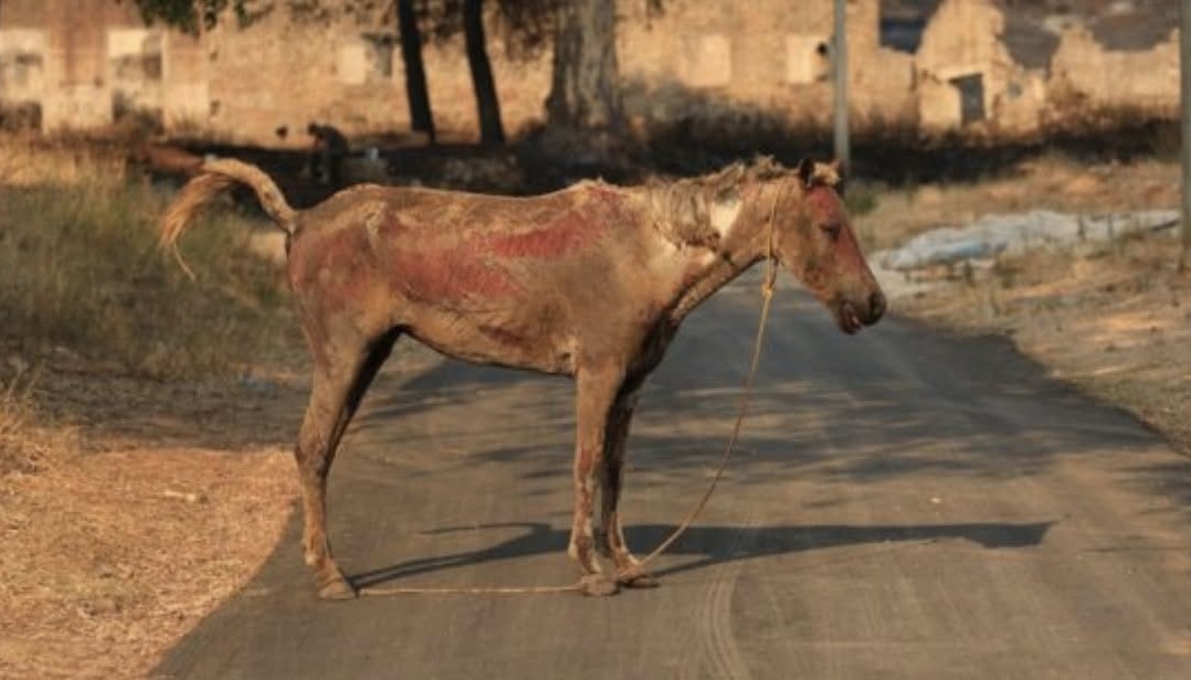 Pamje të trishta: Shikoni pasojat që ka lënë zjarri në Delvinë (Foto)