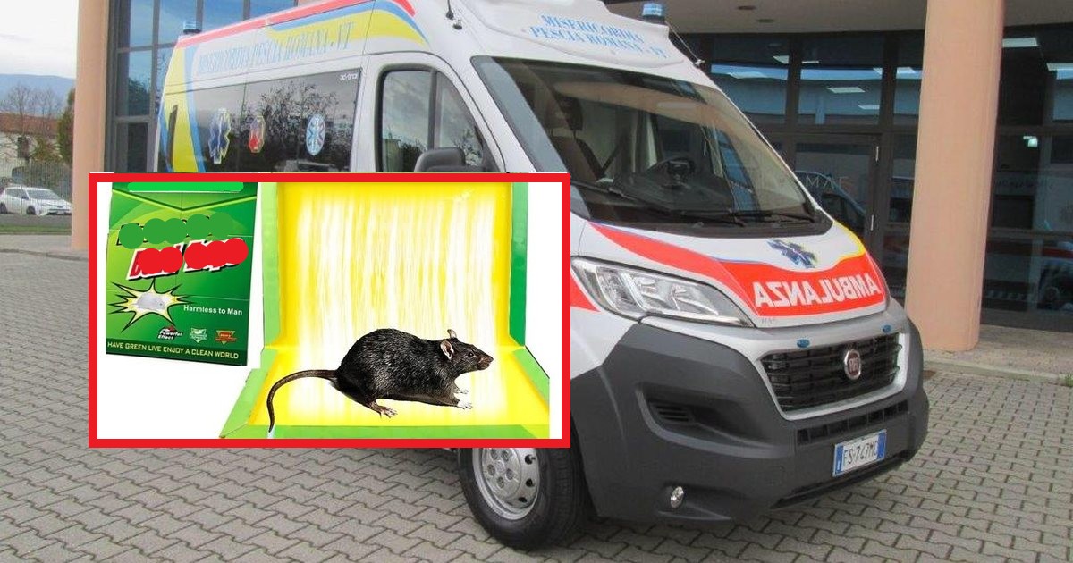 Nusja Shqiptare Tenton Të Vrasë Vjehrrën Duke i Dhënë Helm Të Minjve